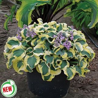 Mini Skirt Hosta Thumbnail
